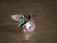 0011 (Krickente M (BK)